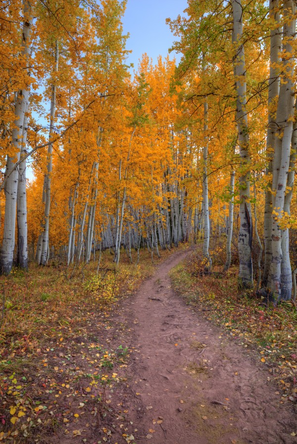 PATHWAY TO WONDER Print