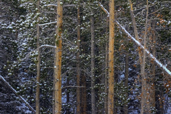 SNOW OUTLINES Print