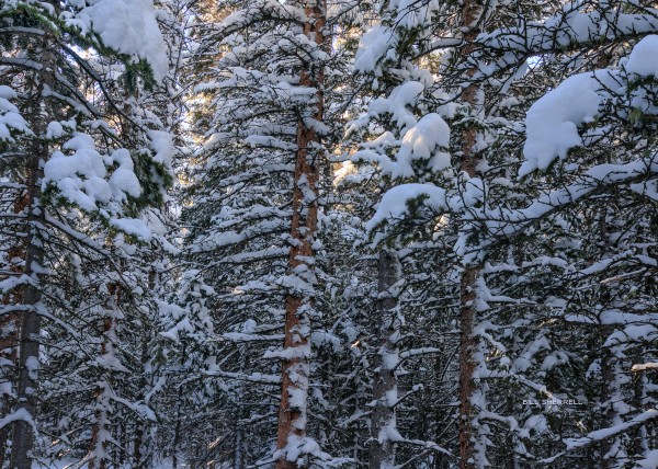 SNOWBOUND Print