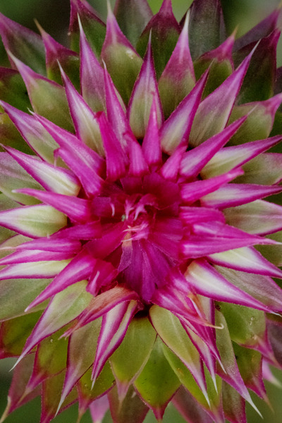 STARBURST Print
