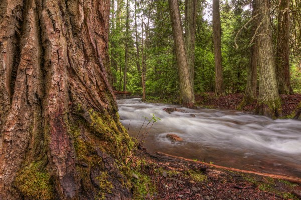 WOODSY Print