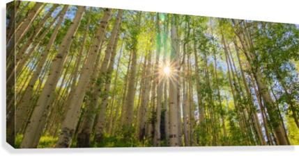 STARSHINE Canvas Print