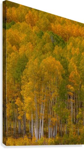 STANDING PROUD Canvas Print