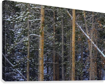 SNOW OUTLINES Canvas Print