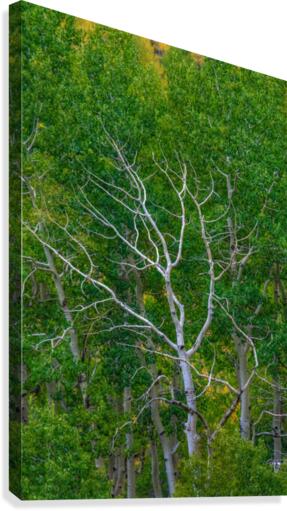 BRANCHING OUT Canvas Print