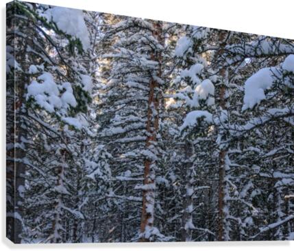 SNOWBOUND Canvas Print