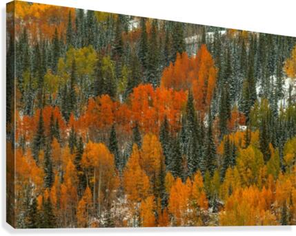 ORANGE FIRE Canvas Print