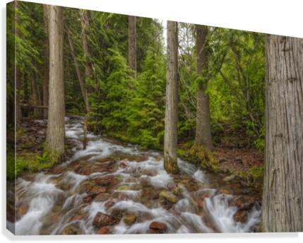 WATER PATH Canvas Print