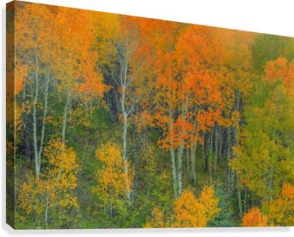 ABOUNDING COLOR  Canvas Print