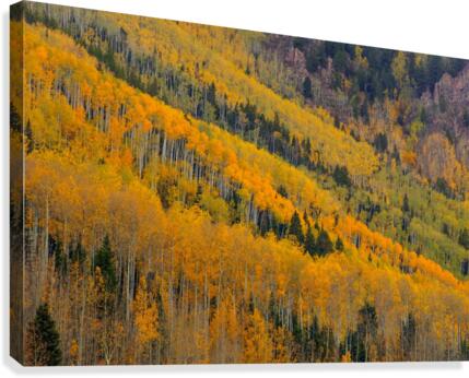 AUTUMN ROWS  Canvas Print