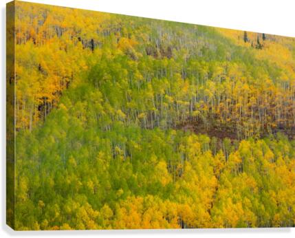 TRANSITION  Canvas Print