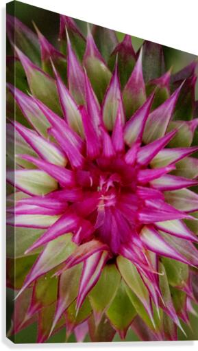 STARBURST Canvas Print
