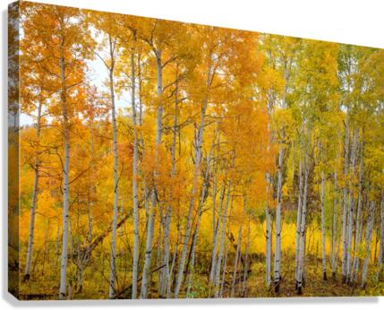 ASPEN GRACE Canvas Print