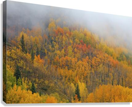 EMERGENCE Canvas Print