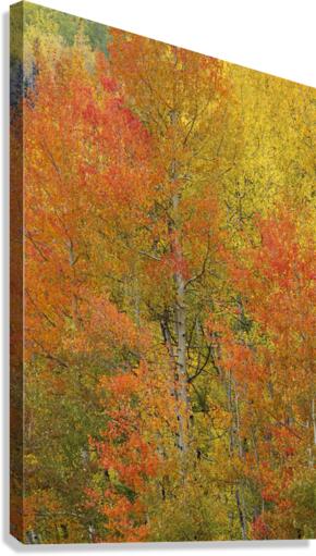 ORANGE FIRE Canvas Print