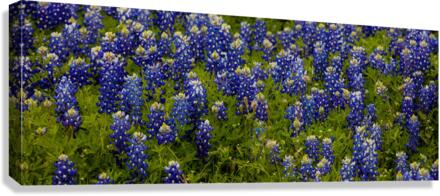 Bluebonnets   Pano Canvas Print