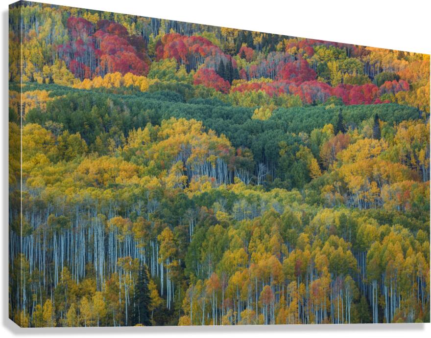 Aspen Mountain Canvas Print