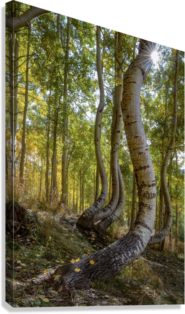 Dancing Aspen Trees Canvas Print