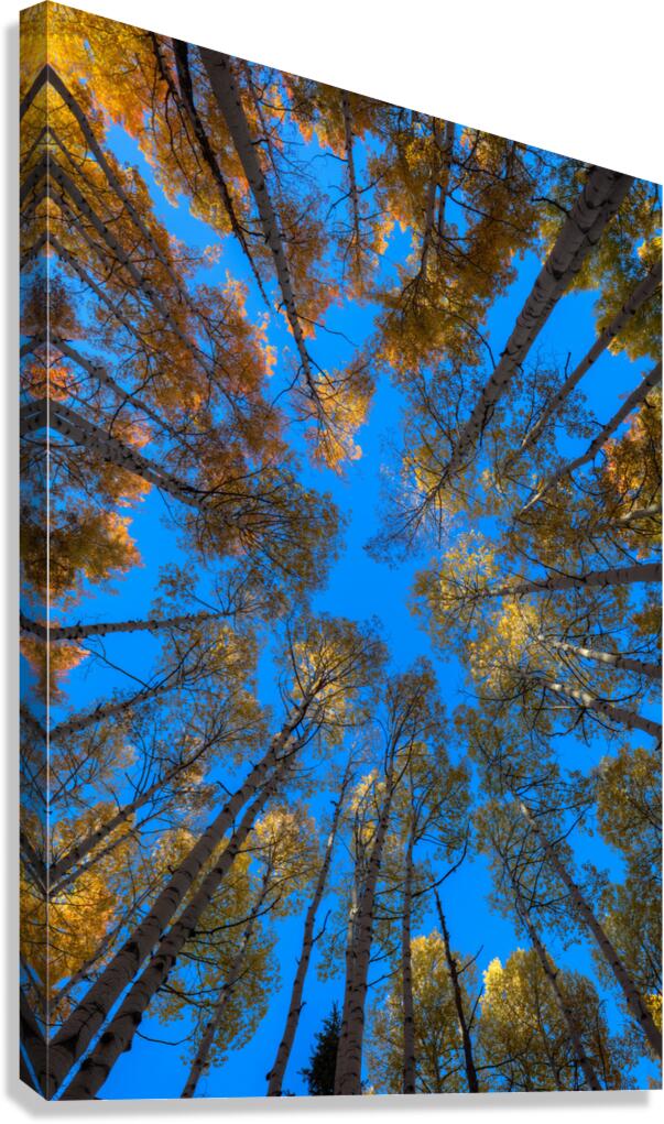 Fiery Aspens Canvas Print
