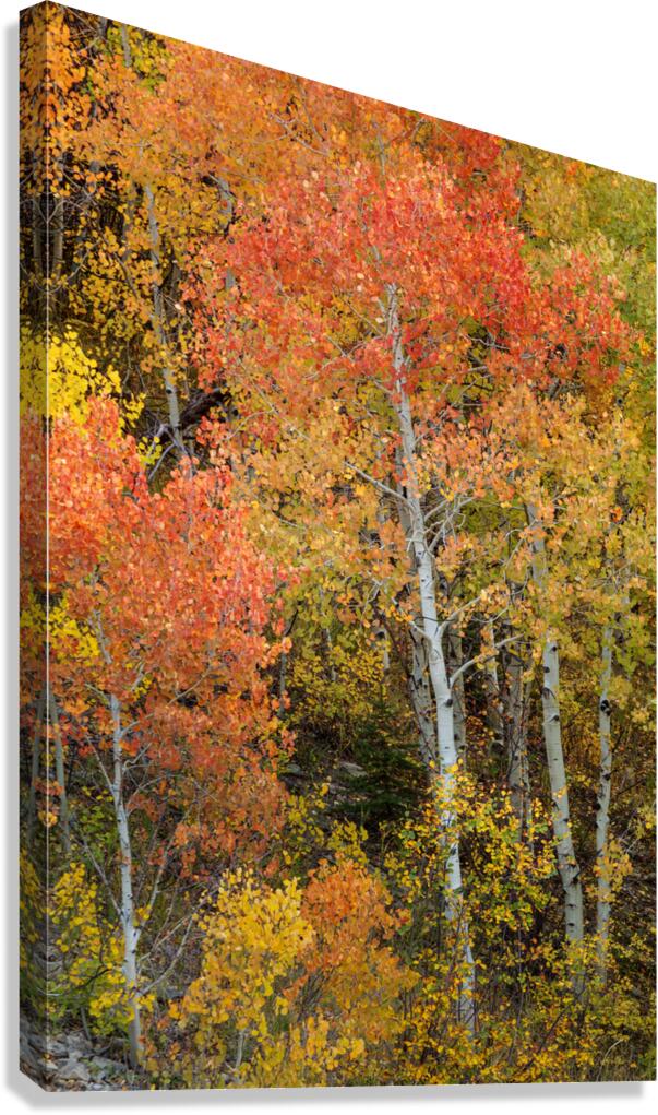 Red Orange Tree Canvas Print