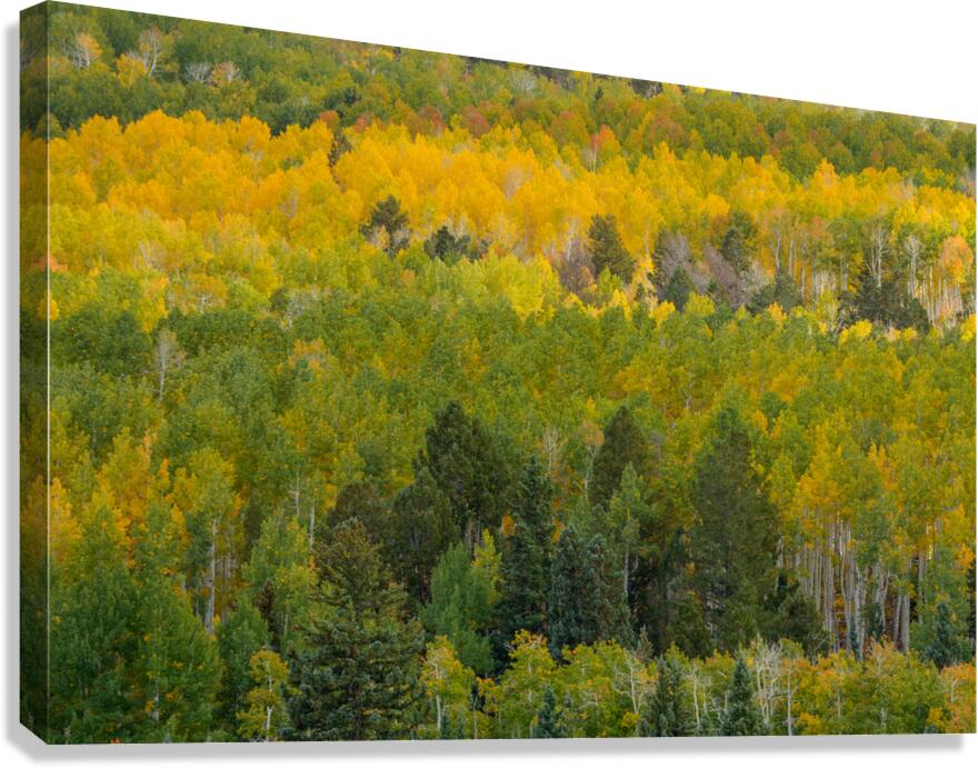 Changes Canvas Print