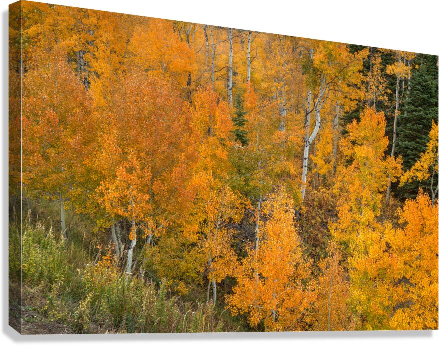 Orange Canvas Print