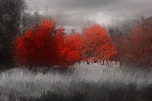 Les feuilles rouges du Quebec