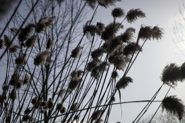 La Douceur Des Roseaux Print