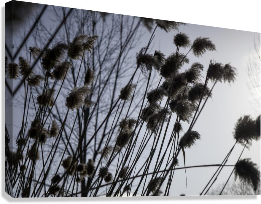 La Douceur Des Roseaux Canvas Print