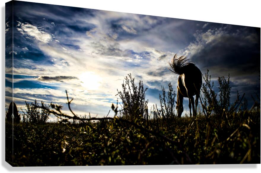Affranchi Canvas Print
