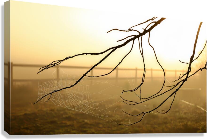 Le Piege   Canvas Print