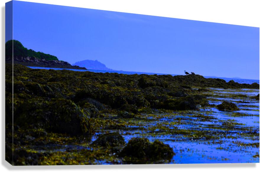 Blue Harpswell   Canvas Print