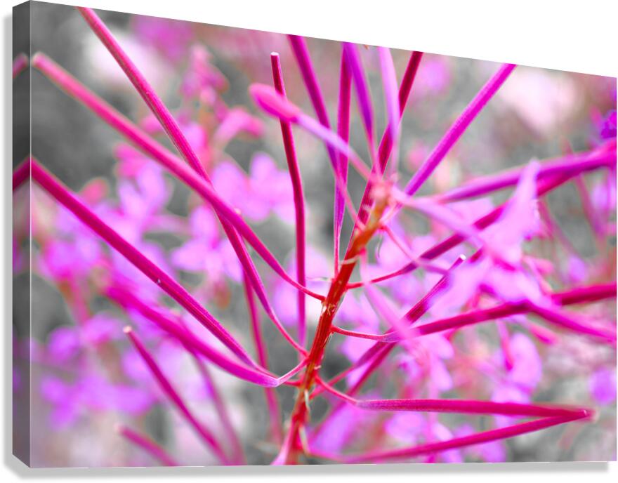 Flore Alpine Canvas Print