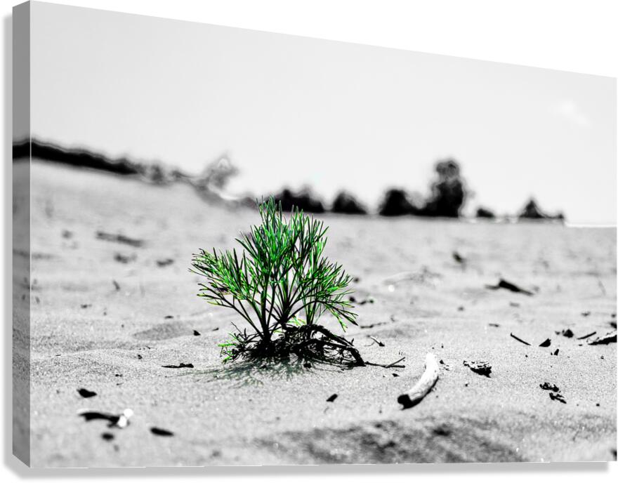Adaptation Canvas Print