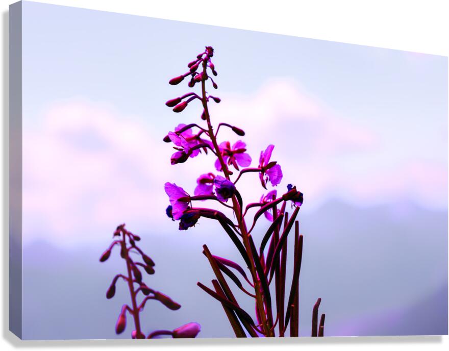 Epilobium   Canvas Print