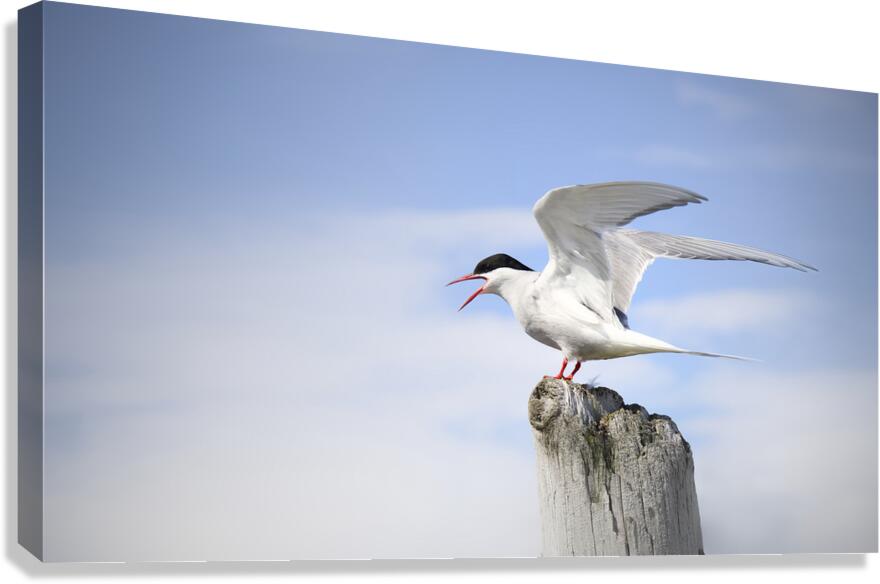 Sterne Arctique   Canvas Print