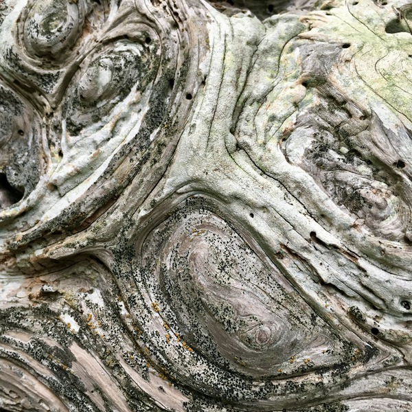 Mutiny Bay Tree  Print
