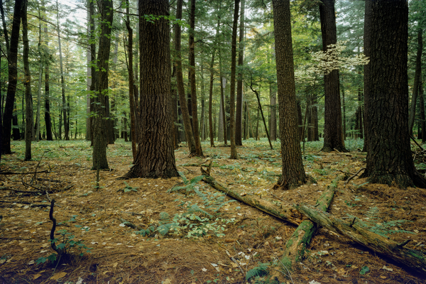 Forest Print