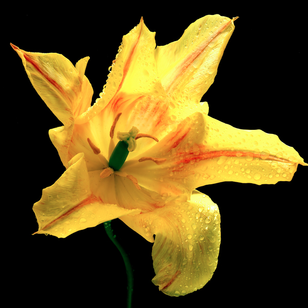 Yellow Flower Print