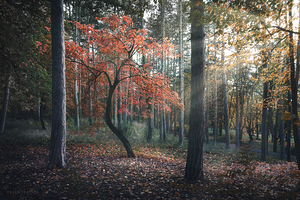 Graceful forest dance
