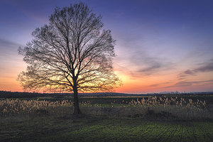 Lonely bare tree in the field at sunset