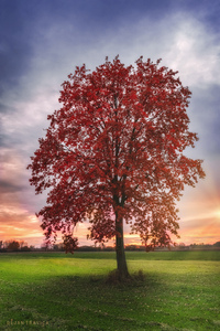 Lonely red tree