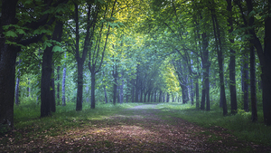 On the road through the forest on Oplenac hill in