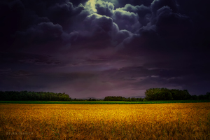 Wheat field under the purple sky