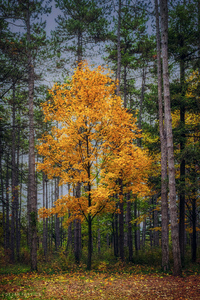Yellow tree in the forest