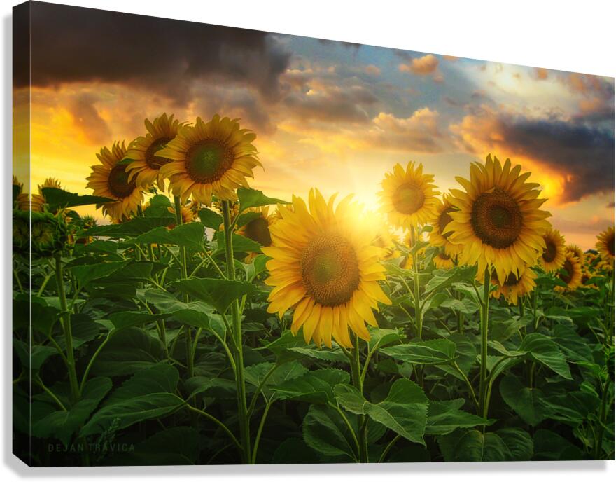 Sunflowers Canvas Print