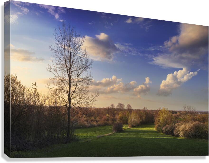 The first signs of spring in the field Canvas Print