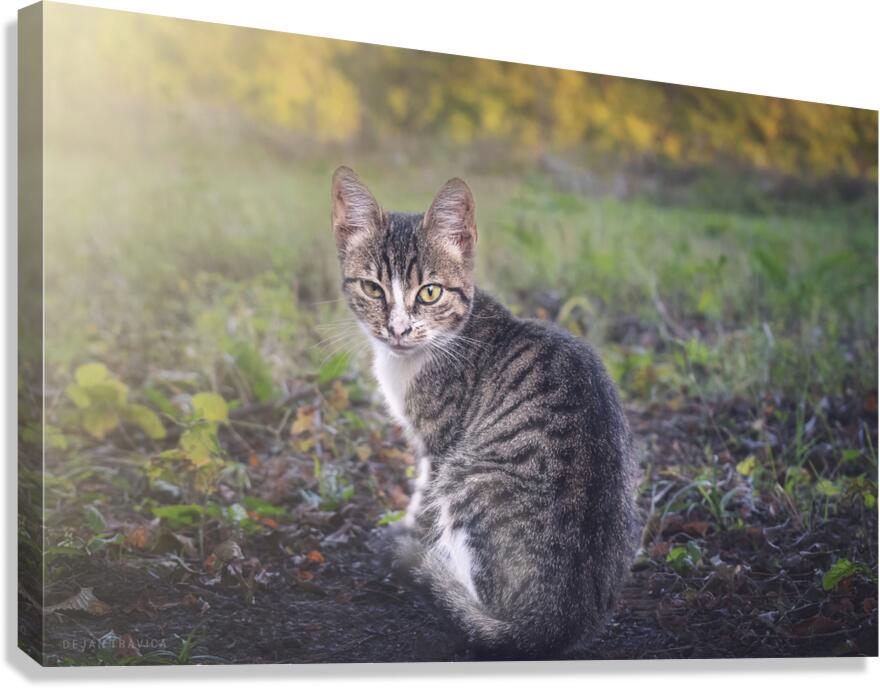 A little kitten is looking straight into your eye Canvas Print