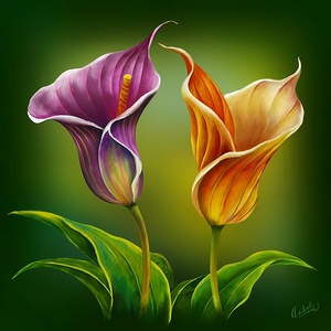 Calla Lilies