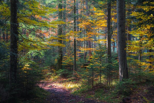 Autumn Serenity in the Forest by Mostafa Ahmed